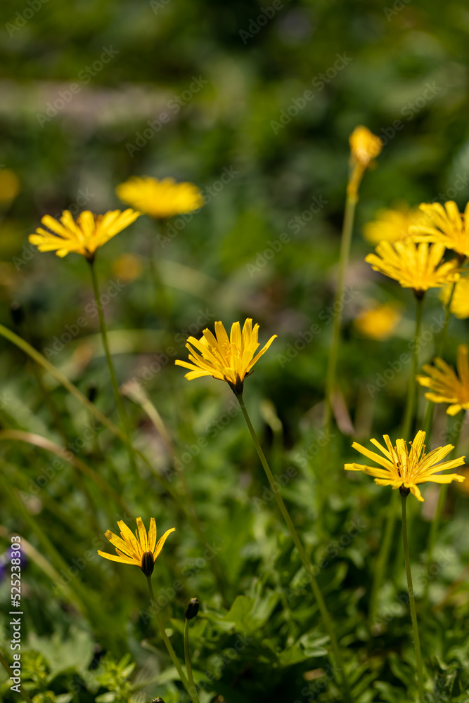 Aposeris foetida flower growing in meadow Aposeris foetida flower growing in meadow