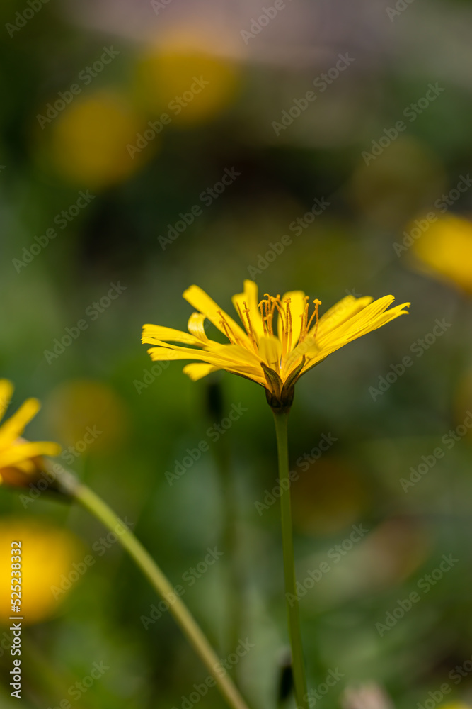 Aposeris foetida flower growing in meadow, close up Aposeris foetida flower growing in meadow, close up