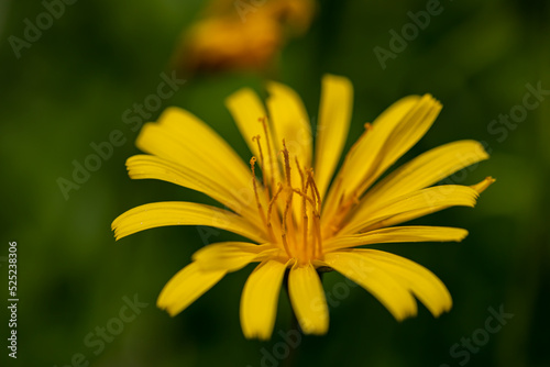 Aposeris foetida flower in meadow, close up 