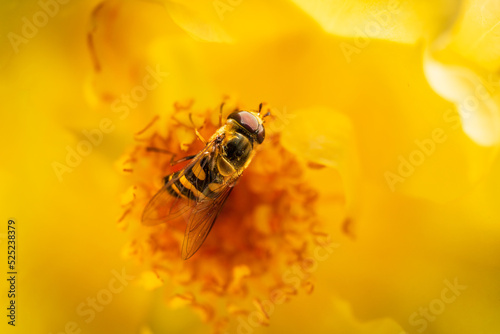 A hoverfly vising a rose flower for nectar. 