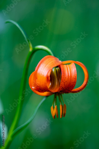 Lilium carniolicum flower in meadow photo