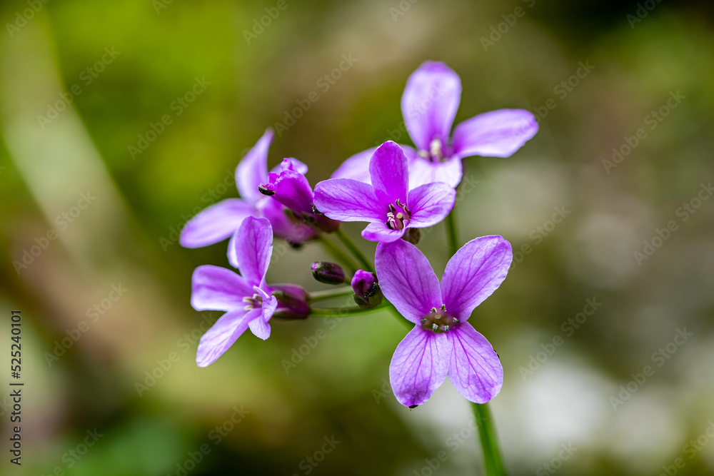 Cardamine pentaphyllos flower growing in meadow, close up 