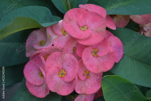 A closeup of crown of thorns with leaves background in the morning