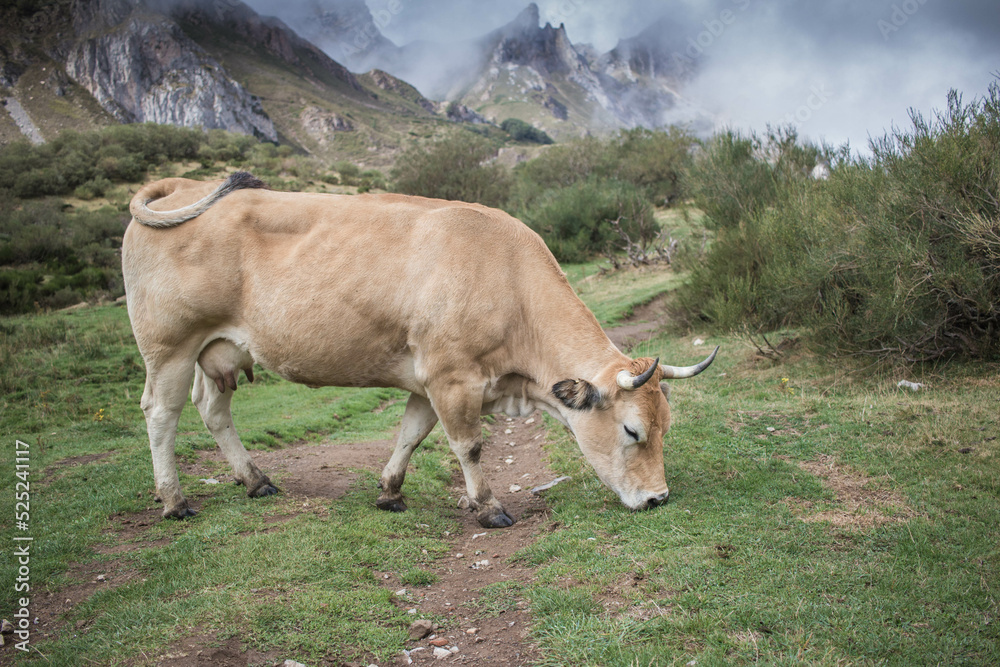 vache dans les asturies vache dans les asturies
