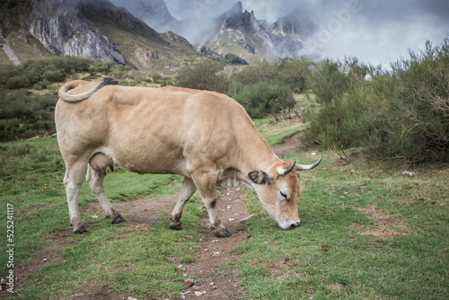 vache dans les asturies photo
