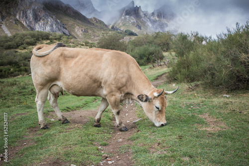 vache dans les asturies