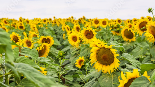 Yellow sunflower in an abundance plantation field in summer