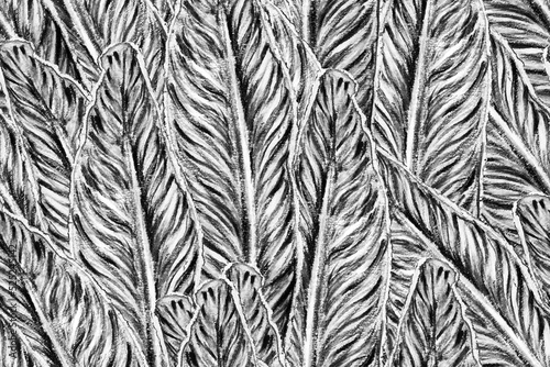 Bird of Paradise Seamless Pattern for Swimwear. Black and White Strelitzia Feminine Exotic Design. Bird-of-Paradise Spring-Summer Tile Tropical Leaf Background. Large Polynesia Floral Print.