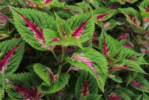 Beauty of Close Up Nature