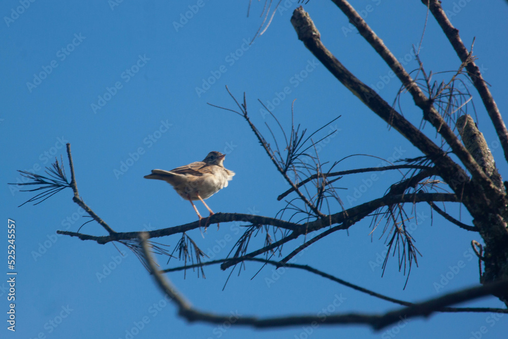 photos of cute animals, photos of birds flying and perching photos of cute animals, photos of birds flying and perching