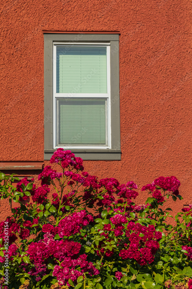 House with rose bushes, summer flowers. Beautiful red roses on facade at window at the house in street countryside.