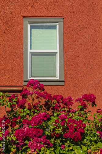 House with rose bushes, summer flowers. Beautiful red roses on facade at window at the house in street countryside.