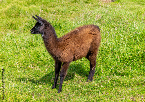 Llama at Cocora Valley, Quindio, Colombia. South Amercia animals.