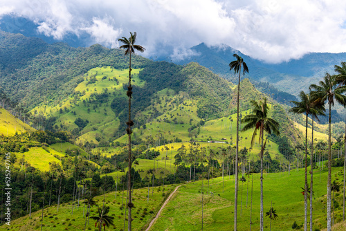 Cocora valley near Salento with enchanting landscape of pines and eucalyptus towered over by the famous giant wax palms. Partially cloudy weather. Colombia, South America