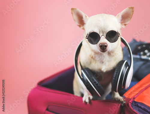 brown short hair Chihuahua dog wearing sunglasses and headphones around neck, standing in pink suitcase with travelling accessories, isolated on pink background.