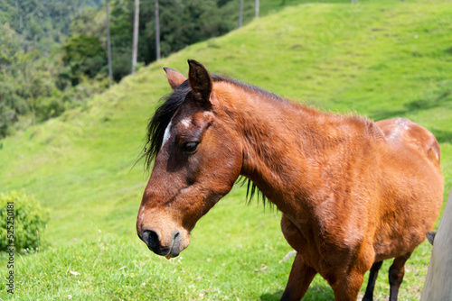 Horse at colombian farm. Cocora Valley, Colombia, South America