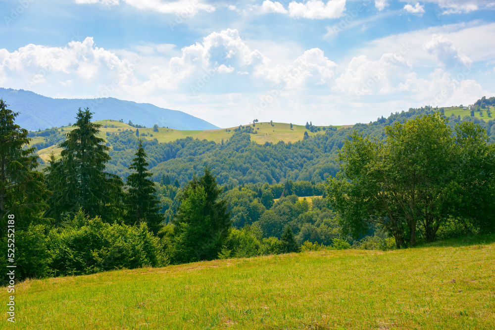 coniferous forest on the hill. green summer nature scenery in carpathian mountains. sunny weather with clouds above the distant ridge - obrazy, fototapety, plakaty 