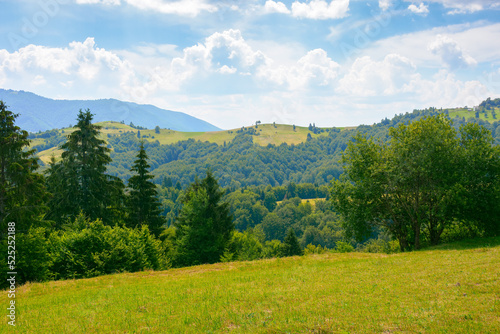 coniferous forest on the hill. green summer nature scenery in carpathian mountains. sunny weather with clouds above the distant ridge