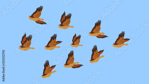 flock of wild ducks in the sky