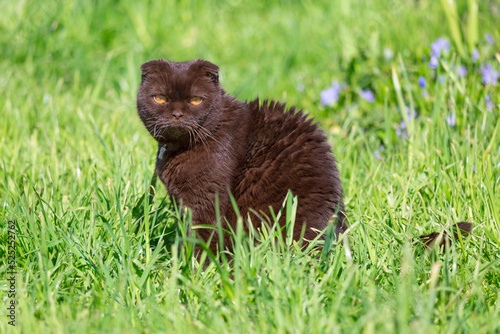 Scottish fold cat sitting on a green lawn © Дворецкая Таня