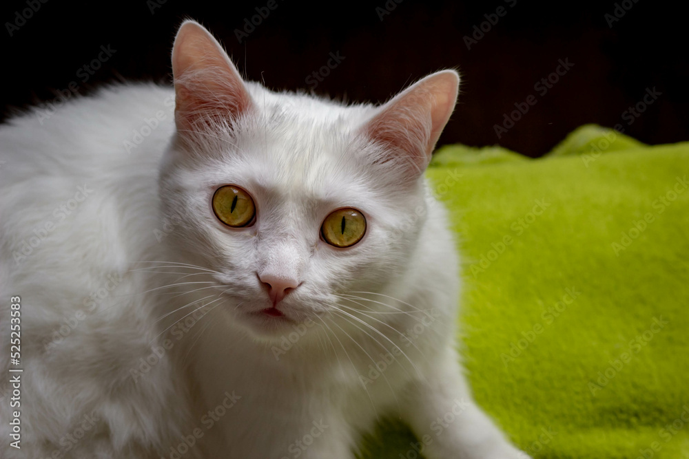 A white cat with golden eyes looks directly into the camera. Portrait of a pet close-up
