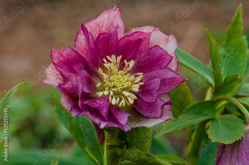 Lenten hellebore or Snow Rose. Flowers of hellebores Double Ellen Red.