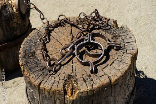 Metal medieval ancient handcuffs on a tree cut, on a stump. Punishment. Chain for dying. Old shackles on a stump. Old shackle with chain made of steel lying on old round stump standing on the ground.  photo