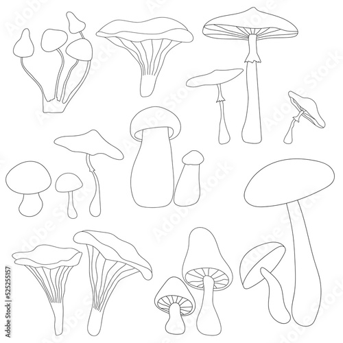 Autumn mushroom paintings