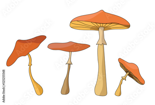 Autumn mushroom paintings
