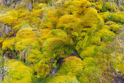 Beautiful autumn style moss close up, yellow, orange, green colors. Moss background texture, Moss abstract background. Photographed at high altitude mountains in Colombia.