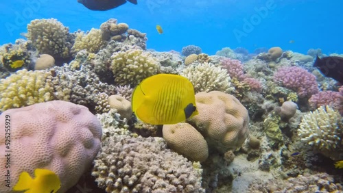 Bluecheek butterflyfish swimming in a colorful coral reef, slow motion photo