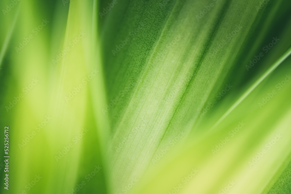 Dark green leaf texture, Natural green leaves using as nature background wallpaper or tropical leaf cover page Dark green leaf texture, Natural green leaves using as nature background wallpaper or tropical leaf cover page