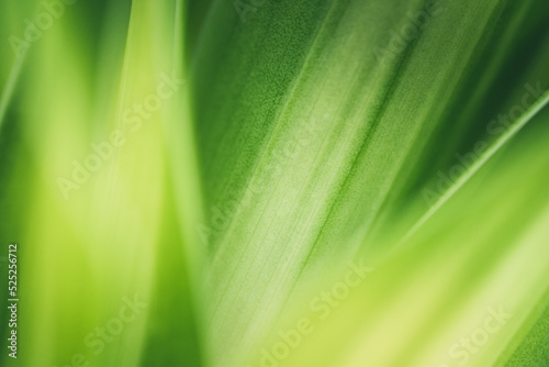 Dark green leaf texture  Natural green leaves using as nature background wallpaper or tropical leaf cover page 