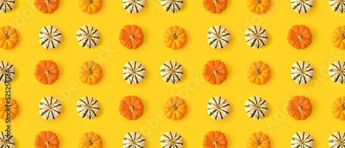 Many pumpkins on yellow background. Pattern for design