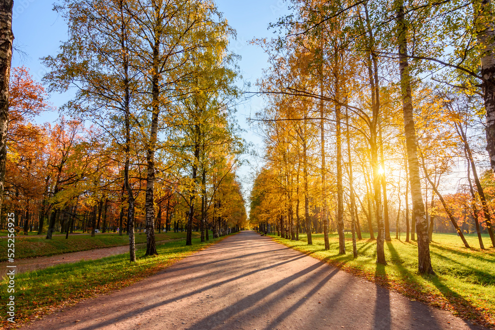 Obraz premium Birch alley in Alexander park in autumn at sunset, Tsarskoe Selo (Pushkin), Saint Petersburg, Russia