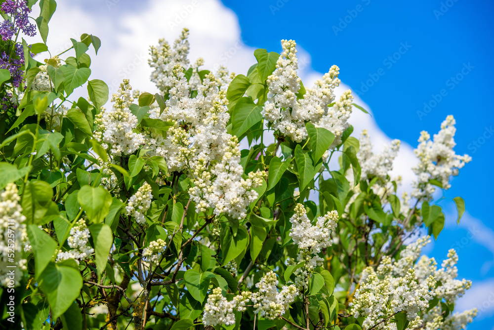 Inflorescence of a white lilac against a blue sky
Inflorescence of a white lilac against a blue sky