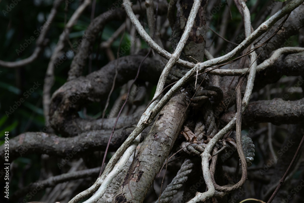 Close up Surface of Tree Bark