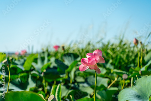 A pink lotus flower sways in the wind. Against the background of their green leaves. Lotus field on the lake in natural environment.