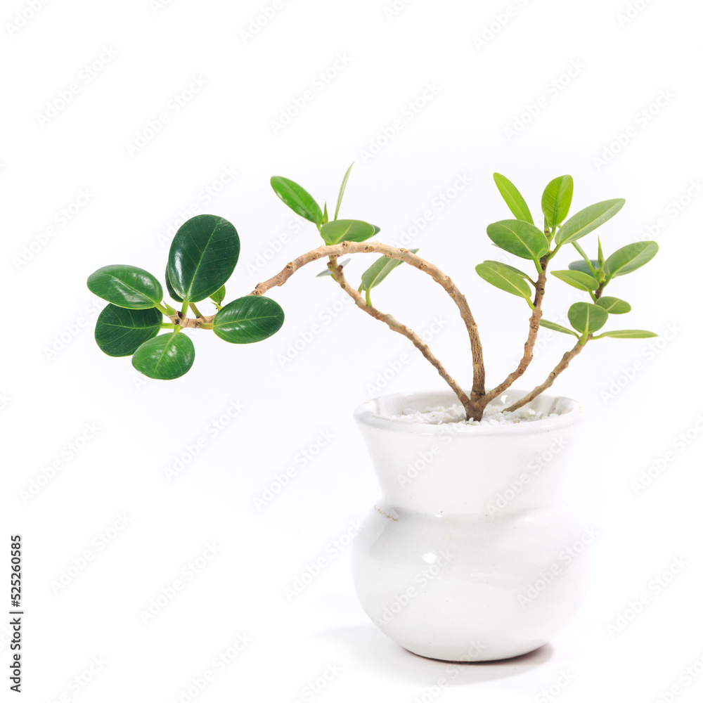 観葉植物、丸葉がかわいいパンダガジュマルの鉢植え【白背景】 観葉植物、丸葉がかわいいパンダガジュマルの鉢植え【白背景】