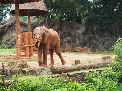 elephant in the zoo