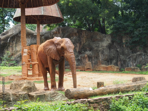 elephant in the zoo