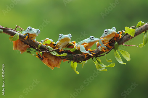 tree frog on a leaf branch