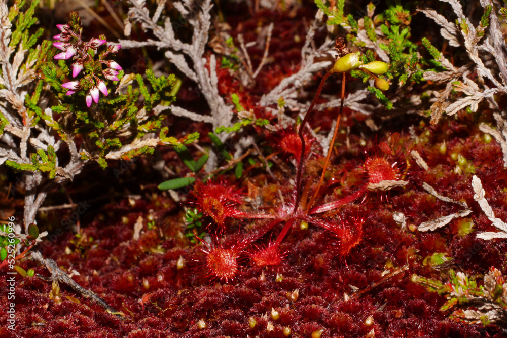 Round-leafed sundew (Drosera rotundifolia) in red moss, Northern Norway Round-leafed sundew (Drosera rotundifolia) in red moss, Northern Norway