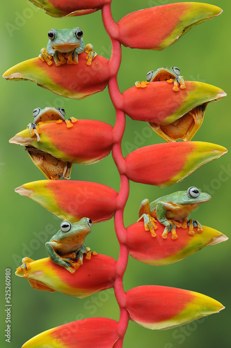 frog perched on heliconia plant