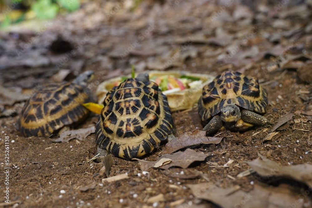 Obraz premium Turtle