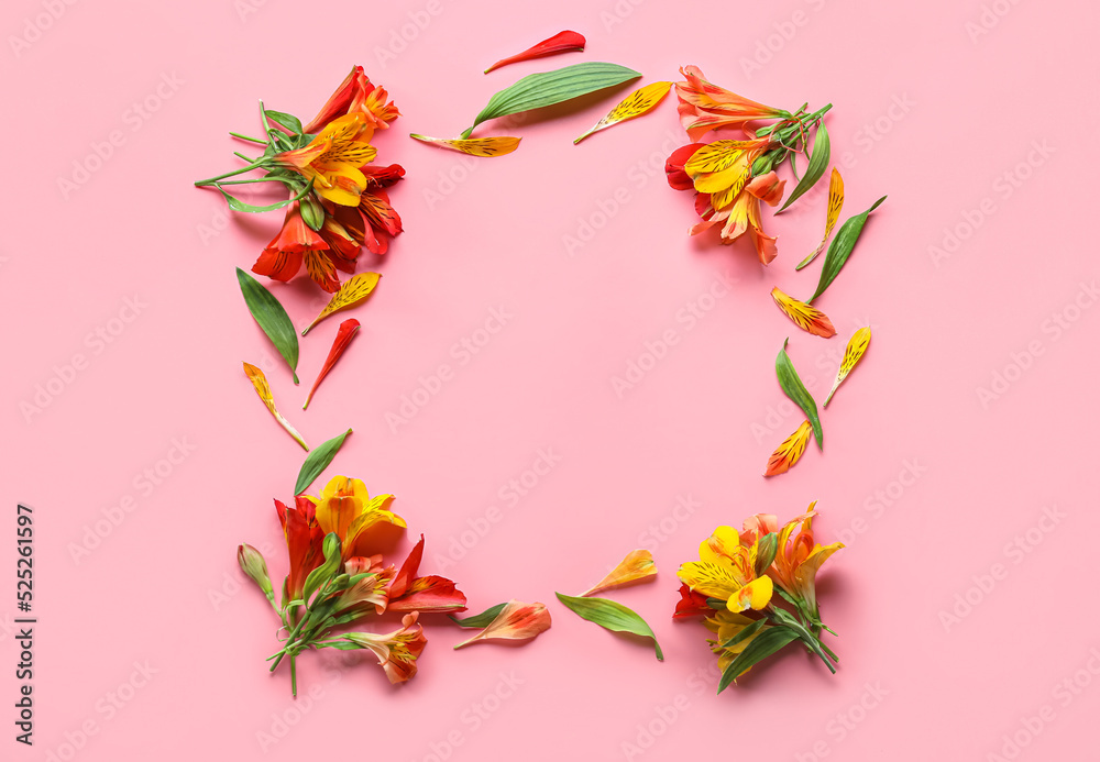 Frame made of beautiful alstroemeria flowers on pink background Frame made of beautiful alstroemeria flowers on pink background