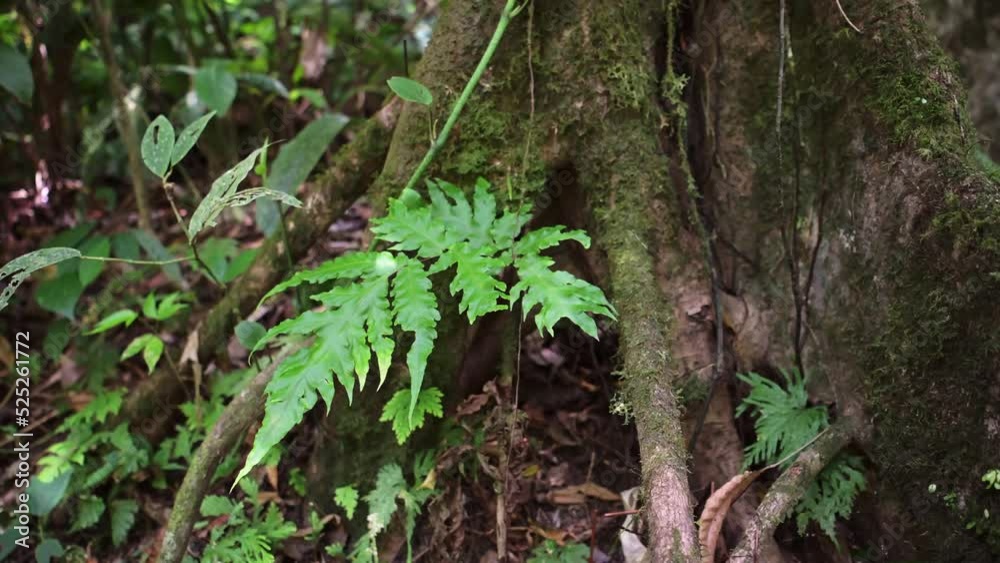 Costa Rica Tropical Rainforest Jungle Detail, Cinematic Close Up of Trees and Large Twisted Tree Roots, Plants and Greenery in the understory floor at Arenal Volcano National Park, Central America Costa Rica Tropical Rainforest Jungle Detail, Cinematic Close Up of Trees and Large Twisted Tree Roots, Plants and Greenery in the understory floor at Arenal Volcano National Park, Central America