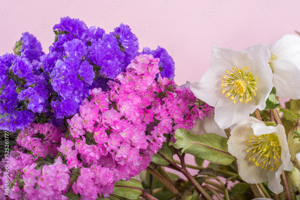 Obraz premium ピンクの背景の白いレンテンローズと二色のハナハマサジの花