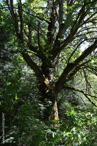 Landscape at the Elwha River in Olympic National Park, Washington