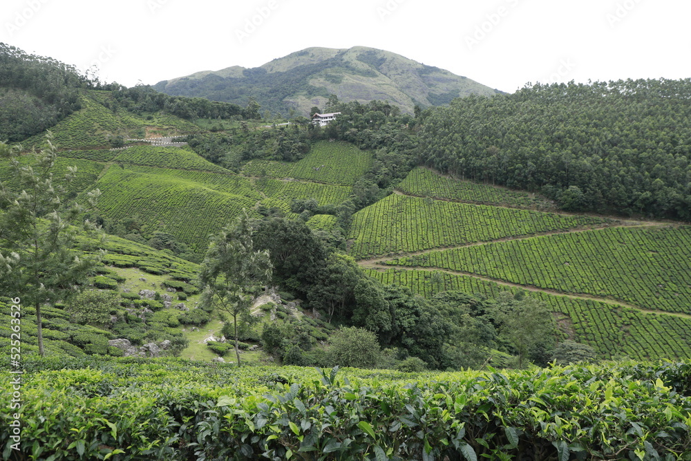 tea plantations in region country